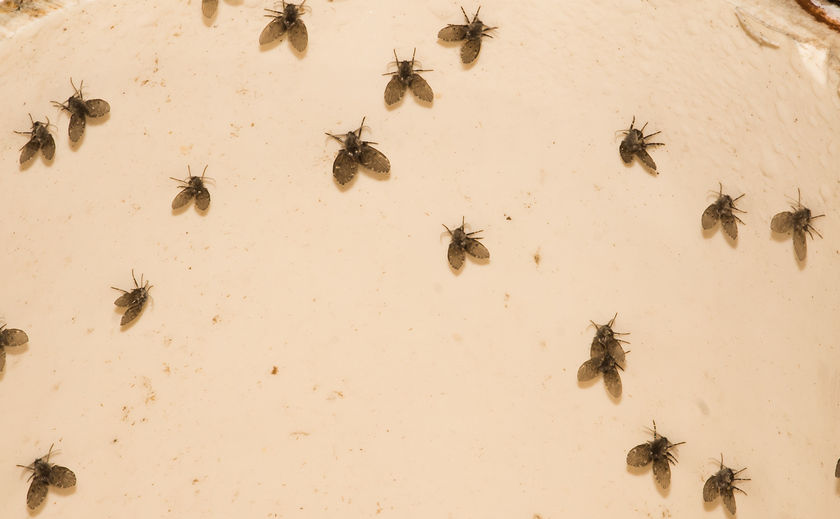 small flies around bathroom sink