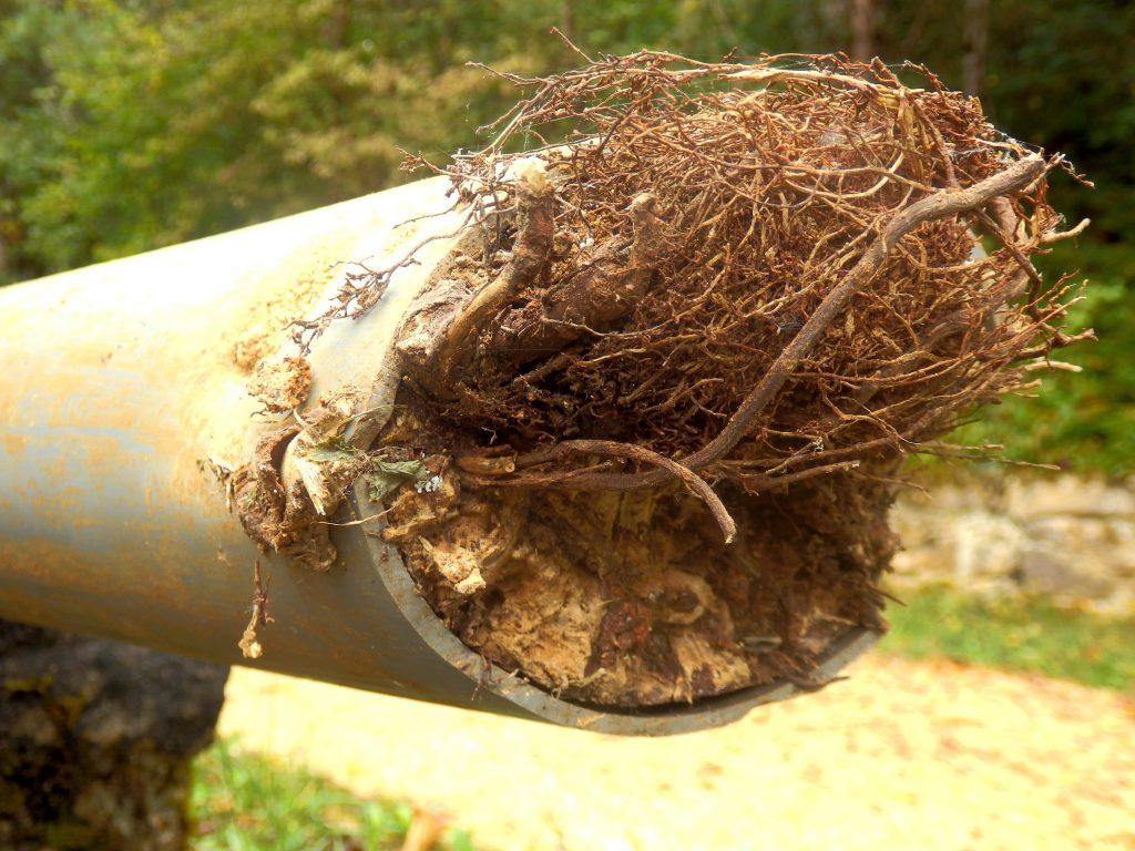 how to clear roots from drain pipes