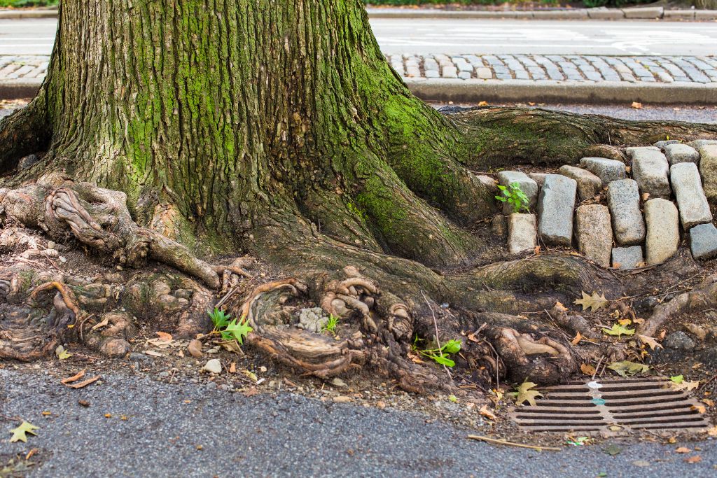 Worst trees for drains QLD