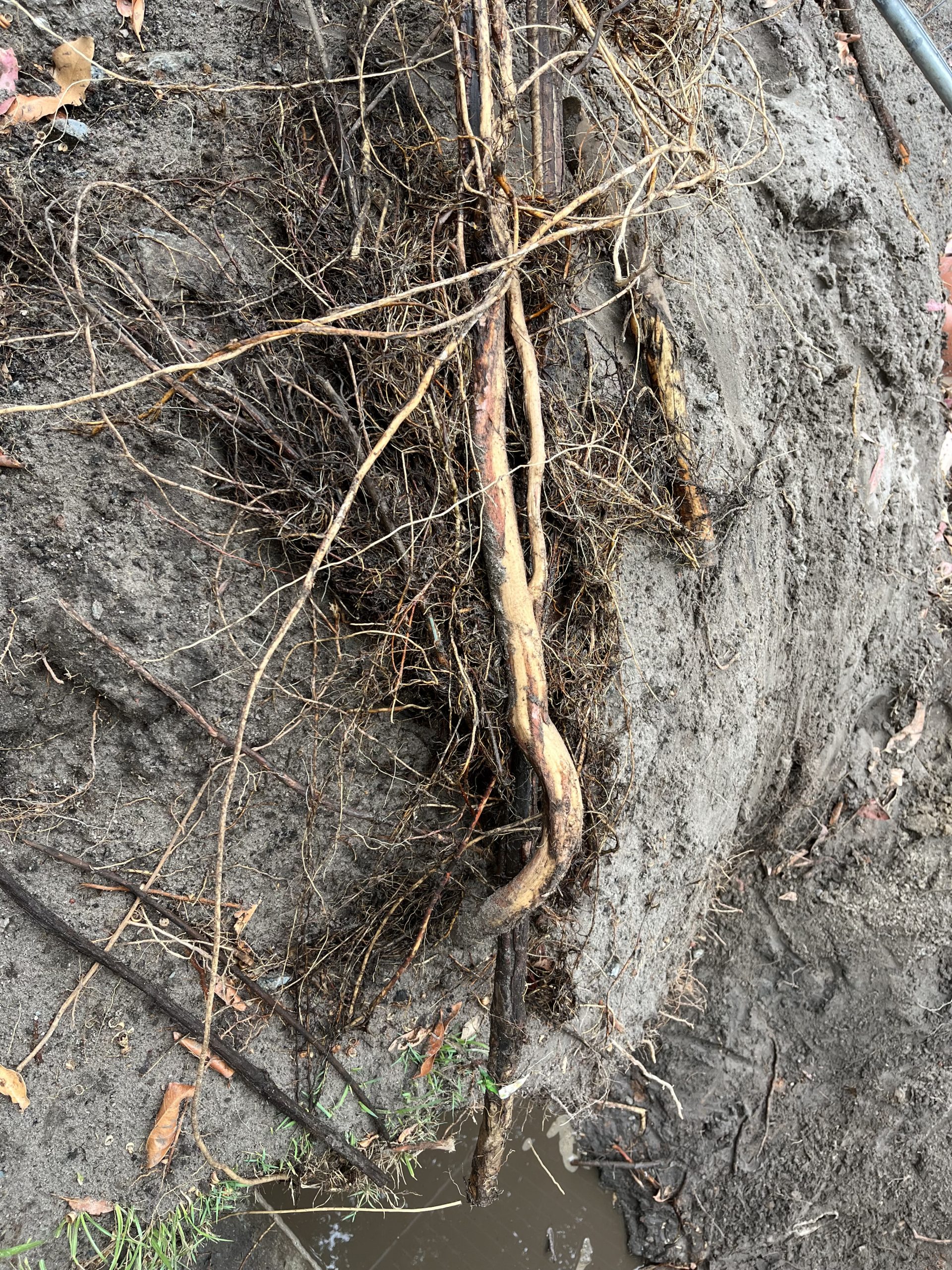 Hydrojet cutting tree roots inside a 12m concrete stormwater pipe at a Tweed Heads holiday park.